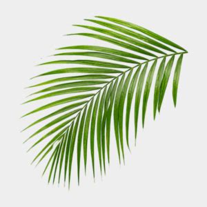 palms crown|palm frawns or palm fronds.